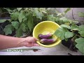 Easy way to Grow Eggplant from Store Bought Eggplants - Gardening Tips