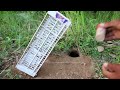 The First Bird Trap using Big Plastic Basket In Front Of Hole Bird