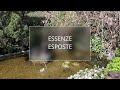 Esposizione Bonsai Roma 2023