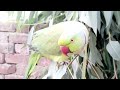 Active and so funny parrot | Friendly parrot | parrot sitting on stem and whistling