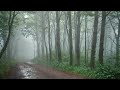 Healing rain sounds on forest path for sleeping, beat insomnia, relaxing ambiance