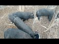 Pigs eating pt 1