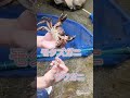 今年も水生生物観察会🐟🦀🦟もちろんゴミ拾いもね💪💦✨