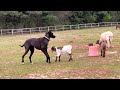 Cutest goat vs dog video
