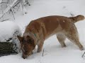 Blue Heeler