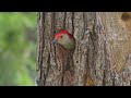 2024 Red bellied Woodpecker Nest Building