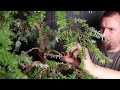 Structural Bonsai Work On My Hemlock