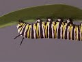 Monarch caterpillar growing