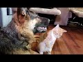 How a German Shepherd and a Kitten Became Best Friends