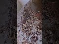 SoCal Bee Removal And Relocation- Live Swarm Removal From Inside Water Heater Room. Fallbrook