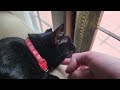 Touching Kiki's paws and petting her