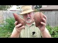 Sweet Potato Hack! Crops Year After Year! || Black Gumbo