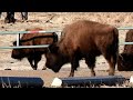 A Half-Blind Bison - The Realities of Life at Elk Island National Park