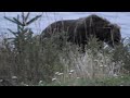 Alaska bear encounter at private beach