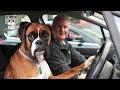 Brave' Dogs Reaction When Realize He's Going To The Vet  🤣 🤣 - Funny Dog Reaction