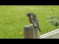 American Robin bird preening on the fence