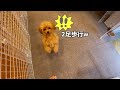 愛犬のトイプードルの家を2階建て庭付きに改装したら大喜びで大興奮ｗ【DIY】