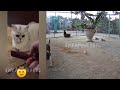 😂😸 You Laugh You Lose Dogs And Cats 🐱😅 Funny Animal Videos 2024 #10