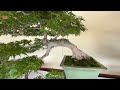 The Paradise of 300-Year-Old Bonsai Enthusiasts, Discovering Beautiful Art