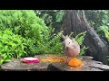 🕊️🐿️Birds & Squirrels [NO MID-ROLL ADS] 8 Hour - Cat & Dog TV | Entertain Your Pets 🐶😺❤️
