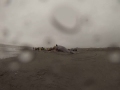 Beached whale at Serpentine Beach, New Zealand