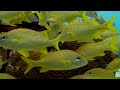 The Colors of the Ocean (4K ULTRA HD) 🐬 The Best 4K Sea Animals for Relaxation & Relaxing Sleep #21