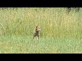 Coyote Pup Howl