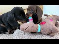 Mini Dachshund puppies- Sisters.