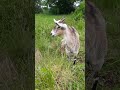 Полынь от глистов козам🐐😜☘☘☘🍀