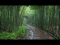 Soothing Rain For Sleeping on a Bamboo Forest Path: Relaxing Nature Sounds For Healing