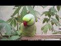 Active Ringneck talking parrot 🦜  || Whistling parrot ||  parrot speaks in Urdu&Hindi