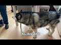 Husky Attacked By Fan 3 Times! Argues With Nan About It!