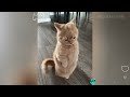 Try Not To Laugh 😅Video 5 Minute Funny Cat Videos😹 Part 4😁