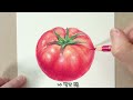 초보자를 위한 색연필로 그리는 토마토 / Tomato drawing with colored pencils for beginners