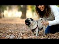 The Pug tastic Joy of the Easter Costume Parade