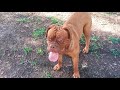 French mastiff are all up in your head