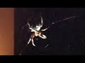 Golden Orb Spider scares Australian Girl