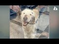 Chained for 10 years to protect the factory, the dog suffered and never had any friends