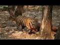 Noor - Queen of Ranthambore