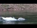 БЕЛЫЕ ЛЕБЕДИ на пруду | Two white swans in a pond