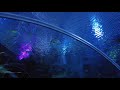 aquaria KLCC in Kuala Lumpur | Largest Aquarium in Malaysia【Full Tour in 4k】