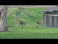 Sand Hill Crane Mating Dance