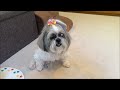 Shih Tzu loves her snacks! 🍖😋 | See what Lacey dog has been up to lately 🐾