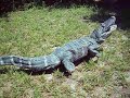 Alligator 8ft with Rubber tail for State Park visitors
