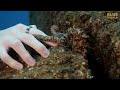 We find a tiny OCTOPUS diving in Madeira!