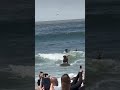 Doggy surfing competition 😍🥰 #shortvideo #shorts #short #ocean ocea