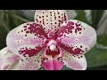 Мои орхидеи в мае 2024/Все оттенки розового/My orchids in May/All shades of pink