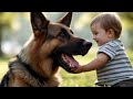 The German Shepherd: Discovering Its 5 Unique Varieties