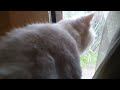 Cat Watching Through Window
