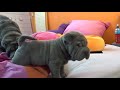 Funny Shar Pei   Funny moments